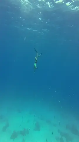 ابطال السباحه الغوص الحر حتي قاع البحر السباحه في مصر البحر الاحمر #egypt #مصر #ابطال #swim  💪🇪🇬#مصر #تحيا_مصر #السعودية #youtubeshorts #trend #اكسبلورexplor  #اللياقةالبدنيةالمستهدفة 