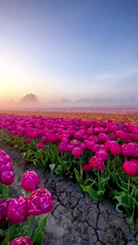 مرحبا بك في الجنه 🌷 ضع علامة على شخص تريد مشاركته هذه الزنبق الجميلة مع! #مشهد #جيد #طريق #منظر #طبيعى #طبيعةالمناظر #الطبيعية #جمال #الطبيعة #منظر #جميل #ناتورلوف #مقاطع #فيديو #أطول #خلفية #حية #خلفية #الفيديو #مدهش #إطلالة #مذهلة #تتجه #لك #لك #لكزس #صفحة #صفحة_السعودية #فيروسي #تتجه #لك #لك #لكزس #صفحة #صفحة_السعودية #فيروسي #تيك_توك #تيك #توك ‏#roadcenery #nicescenery#‏ ‏#naturescenery #naturebeauty‏ ‏#naturelover #niceview #longervideos‏ ‏#livewallpaper #videobackground‏ ‏#amazingview #stunning #trending‏ ‏#viraltiktok #foryoupage #foryou‏ #china #reelsinstagram #reels #reelitfeelit #instagood #instareels #night #rain #light #barish #nature #naturephotography #naturelovershy #trending #trendingreels #trendingsongs #الطباعه #نيويورك #ميامي #دالاس #تكساس #طبيعة #بكرات_روج #النمور #صباح_الورد_بتوقيت_واشنطن_العاصمة #لندن #غروب #جمالي #شيكاغو #مشهد #جميل #جميل #منظر #طبيعى #شفاء #طبيعة #موسيقى #منظر #طبيعى #السياحة #في#سويسرا #السفر #اتجاهات #طبيعة #ليالي #ع #منظر #فوريو #جميل #احلى_من_الهدوء #لاندسكيب #حب #صور_فيثداي #سفر #جميل #فن #استكشاف #طبيعة #تصوير_سفر #جمال #حيا  #مشهد #جميل #الشلالات #صور_طبيعيه #صوره #صوره #صوره #صوره #خلفيات #خلفيات #جميل #طبيعة #الزهور #جميل #مشهد #شفاء #طبيعة #موسيقى #مشهد #bestfeeling #calmness #happyplace #lovelife #goldenhoursunkissed #naturegram #shanghai #china #landscape #instagood #Love #photooftheday #travel #beautiful #art #explore #naturephotography #travelphotography #beauty #life #cute #naturelovers #travelgram #trending #travelphotography #scenery #Beautifull waterfalls#nicescenery#  #naturebeauty #naturescenery #niceview #naturelover #relaxing #livewallpaper #videobackground #foryou #fypviral #fyppage #fyptiktokpage #goviraltiktok beautiful #nature #fyp># #foryoupage #vibes #peaceful #aestheticvideos #flowers #peacefulwalks #beautiful#scenery#healing#nature #music #scenery #fyp ‏#china #fyp‏ ‏#fyp #travel #sheffield #sunset‏ ‏#china #fyp‏ ‏CapCut # ‏#fyp #foryou #foryoupage‏ ‏#cinematic #cinematics #aesthetic‏ ‏#bali #senja #templatecapcut‏ ‏#pedesaan #fyp> #xyzbca‏ ‏#moon #scenery‏ ‏#nightsky #nighttime #naturelover‏ ‏#fyp #nature #foryou #fory  ‏nighttime‏ ‏#nightsky #moon #beautiful‏# ‏#nature #foryou #fyp #scenery‏ ‏#naturelover #naturebeauty #foru‏ ‏nature #nightsky #p‏ ‏#scenery #foryou #beautiful‏ ‏#rainyforest‏ #china #fyp #foryou #fypy #viral #fireworks #china #fyp #foryou #fypy #viral #fireworks 7+ million views #sunset #fyp #fouryou #danewithpubgm #viral 