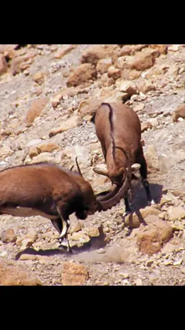 #amazinganimal #animalslifestyle #wildlife #fyp 