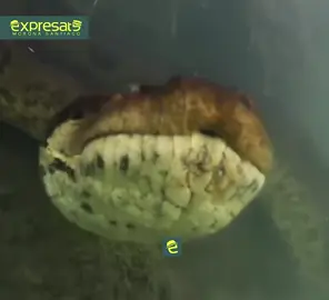 [NUESTRA FAUNA] INCREÍBLE: buzo se encuentra de frente con una serpiente de más 7 metros en la amazonia. En una experiencia única, un buzo se encontró cara a cara con una serpiente de más de 7 metros en las profundidades del río Amazonas. Decidido a capturar el asombroso encuentro, el hombre grabó el momento exacto en que el imponente reptil se acercó a él. La inesperada reunión ocurrió mientras dos buzos exploraban las aguas del Amazonas, sin sospechar que se encontrarían con una serpiente gigante que alcanza los 90 kg de peso. A pesar de las condiciones del agua, con una temperatura constante de 22-24 grados a lo largo del año, durante el invierno, el aire suele ser más frío que el agua, lo que motiva a estos enormes animales a pasar más tiempo sumergidos. Esta especie de serpiente, conocida por su capacidad para moverse rápidamente, dejó a los buzos atónitos ante su imponente presencia en las profundidades del Amazonas.