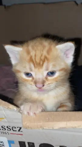 Kittens #fyp #fypシ゚viral #catsoftiktok #kittensoftiktok #PetsOfTikTok #catslovers #kittens #kitten #gingercat #gingerkitten #viralcat 
