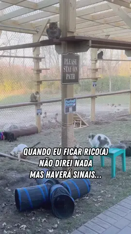 Marque um gateiro(a) que amaria ter um lugar assim para seus felinos! 🤩 #gatostiktok #gatotiktok #gatoviral #gatoviraliza #gateiros #gatil #gatinho 