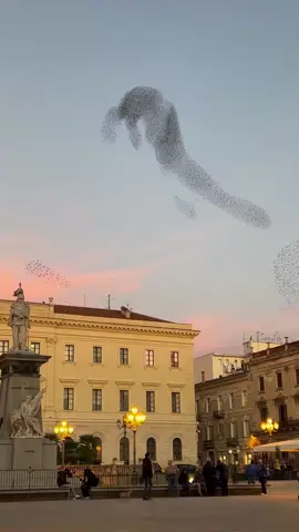 Witness the mesmerizing murmuration of starlings at dusk in 📍Sassari, Italy. 🌅 Experience nature's breathtaking ballet as flocks create stunning formations in the sky. 🕊️ Sassari is located on the island of Sardinia and boasts ancient roots dating back to the prehistoric Nuragic civilization. Discover its rich history through this unique spectacle.😍 🎥 @zefiro82  #Sassari  #Sardinia  #Italy #murmuration #italytravel