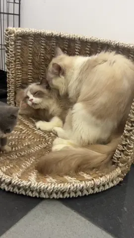 sempet”nya ngulangg😭😭🙏🏻#ragdollcat #ragdoll #kucingtiktok #catloversindonesia #adopsikucing 