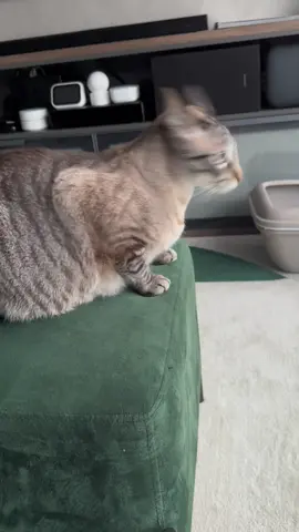 Se assustou com a chuva, tadinho 🐱🥲#climão #vidadepet #gato #miau #cats #gatos #pet #AmorDeGatinho #VidaDeGato #catsvideo #GatosDosTikTok #cat #casa #sala #chuva #saopaulo 