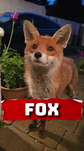 Introducing The Fox! #fox #animals #richyvidz #animals