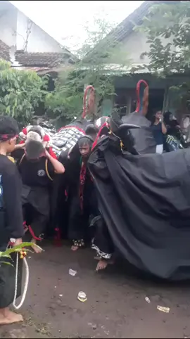 triooo gedruknyaa js🔥😈#jothosuro #brangwetannyel #bantengannusantara #banteng #gayeng #gedruk#malangterkini #singosari#malangstyle 