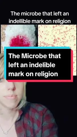 #bacteria #microbes #serratia  #sirracha #greenscreen 