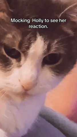 She was in fact offended. #catsoftiktok #cat #pet #PetsOfTikTok #blindpet #blindcat #mocking #mimicing #hollythecat #funny #fyp #cats #cattok 