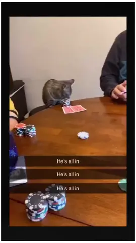 Cat core pt1 Hes all in #cats #joke #catsoftiktok #catcore #funnypets 