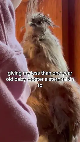 all jokes, hims just doin a lil dance 🥹 Gave him some chicks and now hes a lil bad a** 😂😂 his daddy is aggressive so were taking extra precautions 😂😂