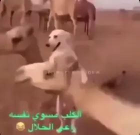 الترند عبارة عن : #fyp #foryou #الشعب_الصيني_ماله_حل😂😂 #viral #غر_بدو 