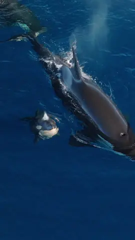 The tiniest baby #orca 🥹 #killerwhale #commondolphins #ocean #nature #wildlife #dolphin #fyp 