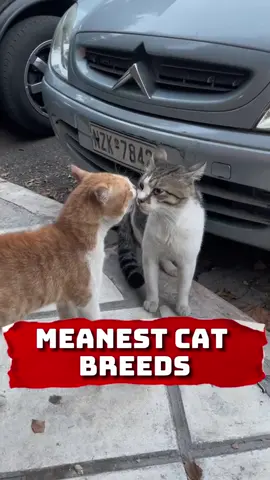Meanest Cat Breeds! #cats #mean #catsoftiktok #animals #richyvidz