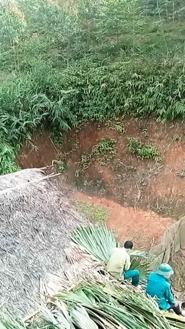 quá trình lợp nhà sàn bằng lá cọ của ae làng xóm.