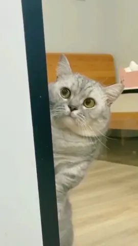 Mata Genit 🫣🤣#kucinggemoy #kucinglucu #vidioviral #kucingtiktok #sioyennakal #kucingtiktok #sioyenbarbar #sioyenbuathal #kucingimut #oyeng #kucing #kucinglucu #vidioviral 