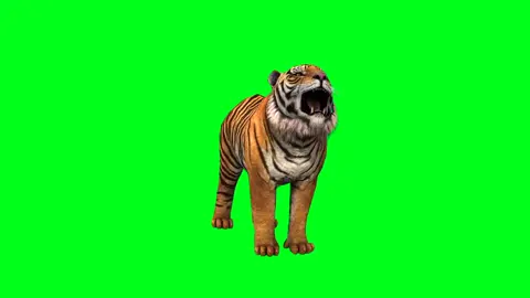 Tiger on green screen Walk+Run+Attack #free #greenscreen #foryou #foryoupage 