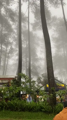 Masih belum move dari suasana lembang penuh kabut setelah hujan turun seperti di dunia dongeng 🫧☁️ 🌲📍 goldenpine #negridongeng #goldenpine #orchidforestlembang 