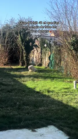 Ptdr il a jamais fait ca aussi rapidement 😭 #goldenretriever #pourtoi #foryou #fyp 