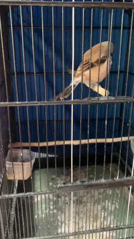 Trotol jahat  #kicaumania #cendetmania #cendetmaniaindonesia #mafiacandet #fyp #CapCut 