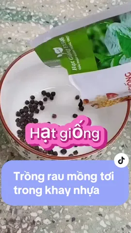 #xuhuong cách trồng rau mồng tơi trong khay nhựa thông minh #rausach #rausachnhatrong 