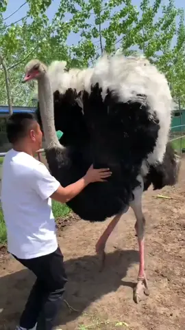 Em Múa Cháy Quá 💥 Test Khả Năng Múa Của Đà Điểu #xuhuongtiktok, #dadieu, #dadieugiong, #cuoidadieu, #dadieuphuongnam, #phuongnamtv, #dadieumua 