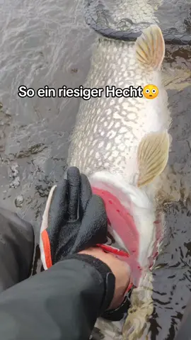 Absoluter Traumhecht eingestiegen #angeln #angler #harzfishing #fishinglife #fishingtiktoks #pike #pikefishing #hecht #hechtangeln #fishing 