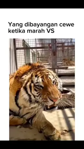 Beliau kira beliau ini seram 😂😂 #macan #harimau #kucing #cewek #ngambek #kiyowo #lucu #pacaran #lucungakak #shitmeme #memesdaily