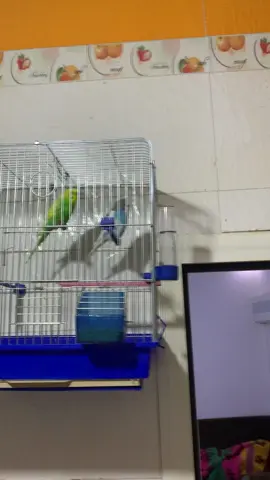 #البيضاء_الجبل_الاخضر💚🖇 #الشعب_الصيني_ماله_حل😂😂 