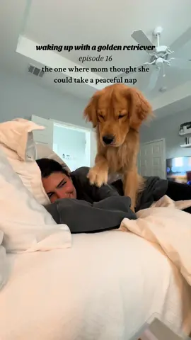 naps dont exist in this household anymore🫠 #goodboybodie #goldenretriever #goldenretrieverlife #goldenlife #dogsoftiktok #puppytiktok #puppycam #dog #wakeupwithme 