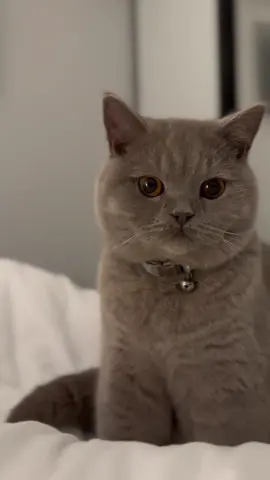 2 months to 10 months🥺🥺 Where did the time go!!  #britishshorthair #lilacshorthair #10months #catsoftiktok #kittensoftiktok #fypシ 