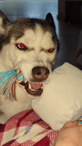 😈😄 #skys #crazy #red #eyes #siberianhusky #husky #dogsoftiktok #dogs #funnydogs 