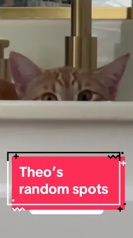He’s at it again 🥸 #theothetabby #catsoftiktok #PetsOfTikTok #orangecat #tabby #orangecatsoftiktok #orangecat #tabby #orangecatsoftiktok #tabbycatlovers #cat #catmeme #tabbycat #pets