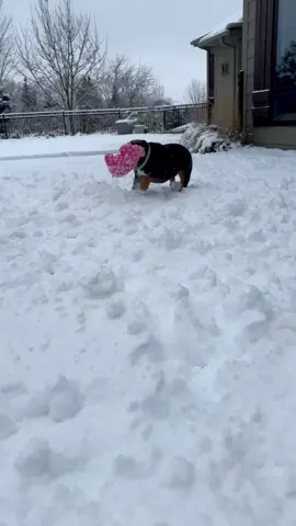 She loves the snow #englishbulldog #snow #tiktokpets #bulldogsoftiktok #dog 
