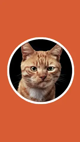 CAT GAMES hunting Worm 😸