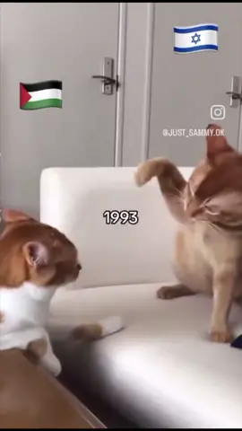 Israel and Palestine conflict explained using cats #freepalestine #protectallchildren #protectchildrenatallcosts 🥹🙏🏾