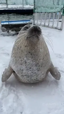 CLAP CALP SEAL #seal #silly #seals #cute #cutie #silly #funny #sillyseals #sealsoftiktok #cutie #fyp #foryou #foryoupage 