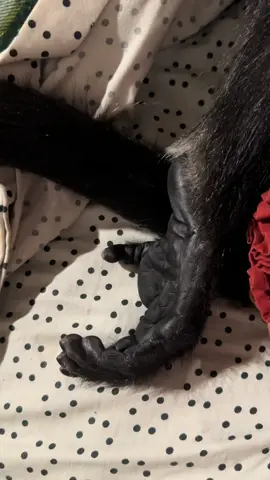 Stud man Rooster is wore slap out🤣 #fyp