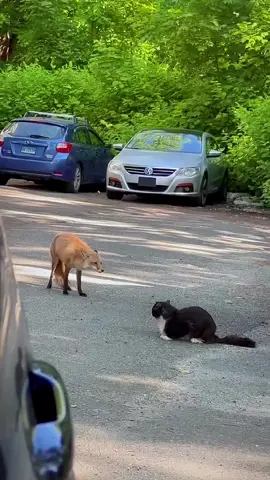 #fyp #animals #animalsoftiktok 