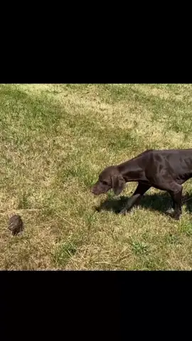 #chasseur #chasse #chien #pointeranglais  #braqueallemand #epagneulbreton  #beagle  #tunisia🇹🇳 #algerie🇩🇿 #maroc🇲🇦 #france🇫🇷 #italy🇮🇹 #espagne🇪🇦 #portugal🇵🇹 #suisse🇨🇭 #belgique🇧🇪 #allemagne🇩🇪  #england🇬🇧 #albania🇦🇱 #russia🇷🇺 #ukraine🇺🇦  #unitedstatesofamerica🇺🇸 #canada🇨🇦 #qatar🇶🇦 #iraq🇮🇶 #turquie🇹🇷  #saoudiarabia🇸🇦 #emirates🇦🇪 #chine #brazil🇧🇷 #india  #kazakhstan🇰🇿 #azerbaïdjan🇦🇿 #kirghizistan🇰🇬  #foryou #اكسبلورexplore #اكسبلور #max#capcut 