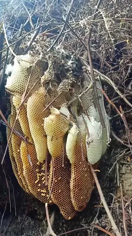 Những Vị Trí Thích Hợp Đối Với Ong Mật Rừng #matong #vanket 