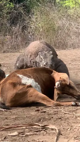 Godzila immediately devoured the goat's head #komodo #komododragon #animals #goat #fyb