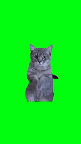 Cat meme on green screen #free #greenscreen #foryou #foryoupage 