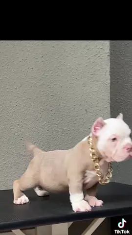 BABY BULLY🏅#pitbulls #americanbully #Love #bullydogs #pitbul #pitbulllove #animali #pitbull #bully #dog #american #pitbullsoftiktok #amstaff #baby 