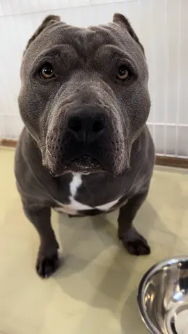 あけましておめでとうございます🎍2024年もよろしくお願いします♡ #americanbully #bully #dog #dogs #doglife #doglove #doglover  #dogsoftiktok #pet #PetsOfTikTok  #ticdog #ticdogs #dogtok  #アメリカンブリー #ブリー #犬 #いぬ #イッヌ #犬のいる生活 #愛犬 #犬好き #犬好きと繋がりたい  #2024年 #あけましておめでとうございます #🎍
