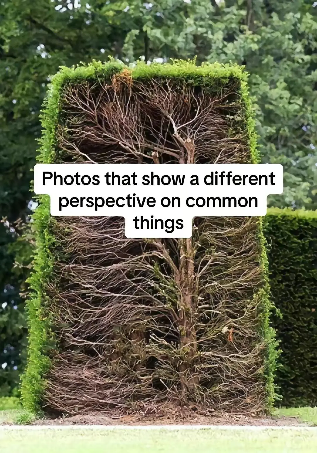 Did you know about these?🧠⚡ #curiosity #facts #randomfacts #LearnOnTikTok #factsyoudidntknow 