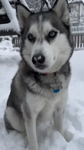 Pluto loves the snow so much he couldn’t stop looking at it! He was running around and got some snow on his nose so I had to share this cute moment 🥺🩵 #huskiesoftikok #huskiesiberiano #huskyloversunite #huskyloversclub #huskylover♥ #huskymoms #cutehuskys #huskydoggs #talkinghuskiesoftiktok #doggosoftiktoks #animalsoftiktok🐶 #huskys #sillyhuskydog #huskyvideotiktok #cutehuskiesoftiktok #foryoupage_tik_tok #itsplutoswrld  