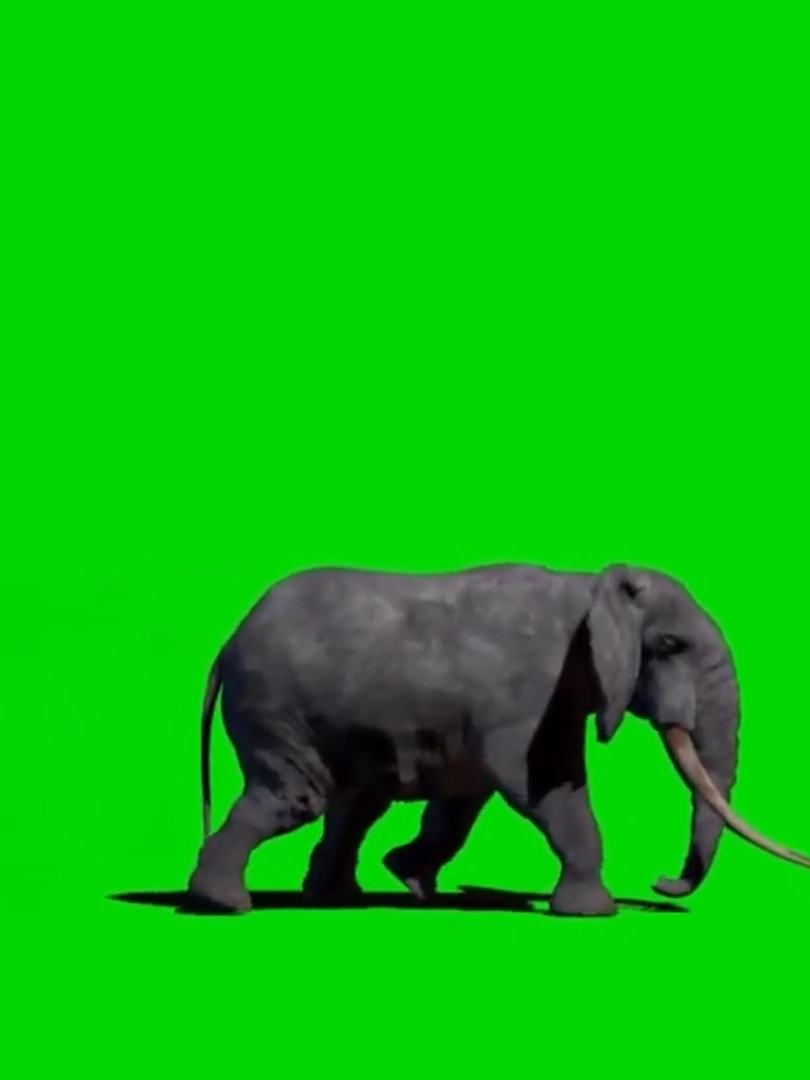 An Elephant Just Walking By Animated | Green Screen #elephants #elephant #safari #jungle #walking #strolling #animated #animals #animalsoftiktok #animatedvideo #animatedtiktok #greenscreen #greenscreenvideo #greenscreentiktok #chromakey #videomakers #graphics #projects