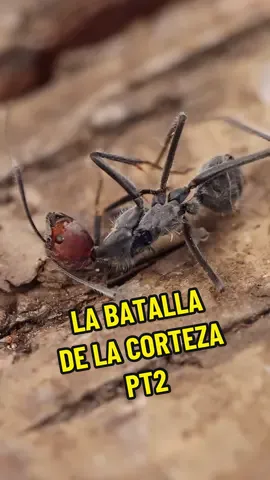 La gran batalla de la corteza pt 2 #fyp #foryou #viral #berserker #hormigas #vs #insectos #curiosidades #anthouse 