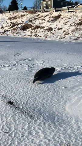 This doesnt even sound real but I assure you, the seal flatulence is legit. He was a cutie though, photos snd videos to come! #newfoundland #seal #nature #fart #lol #funny 